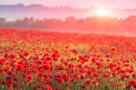 red poppy field in morning mist